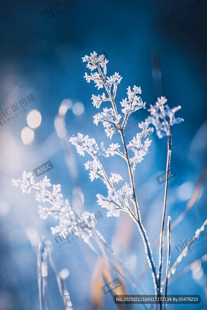 寂草霜花