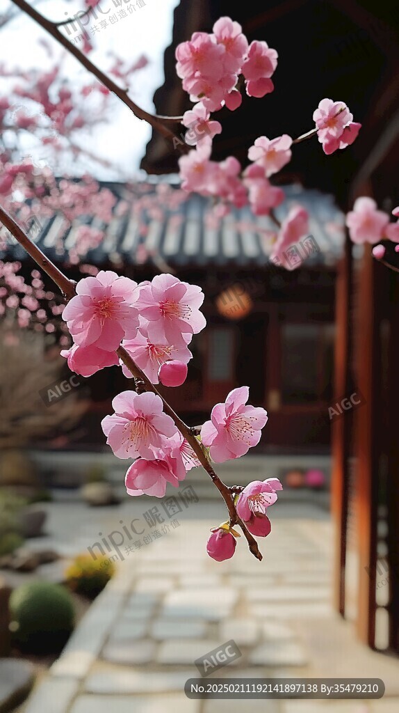 小院梅花