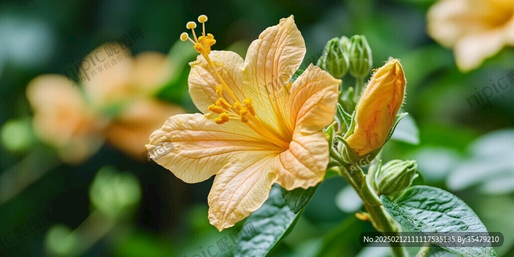 金色扶桑花