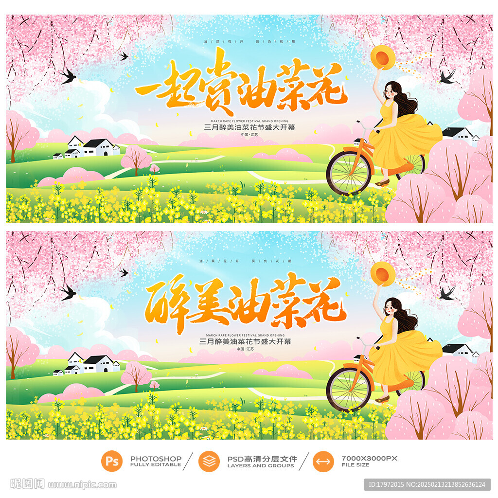 油菜花