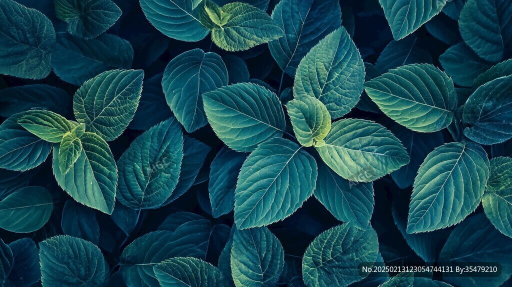 植物树叶壁纸