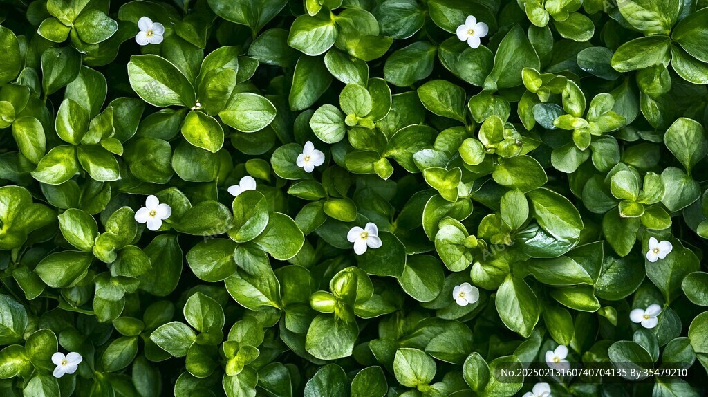 绿叶白花壁纸