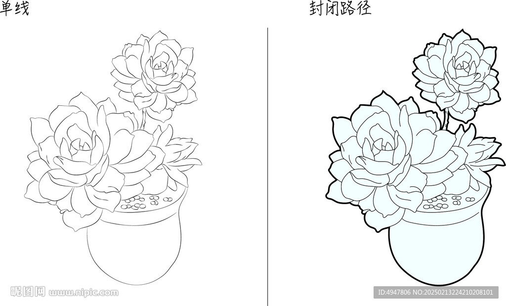 多肉 矢量图