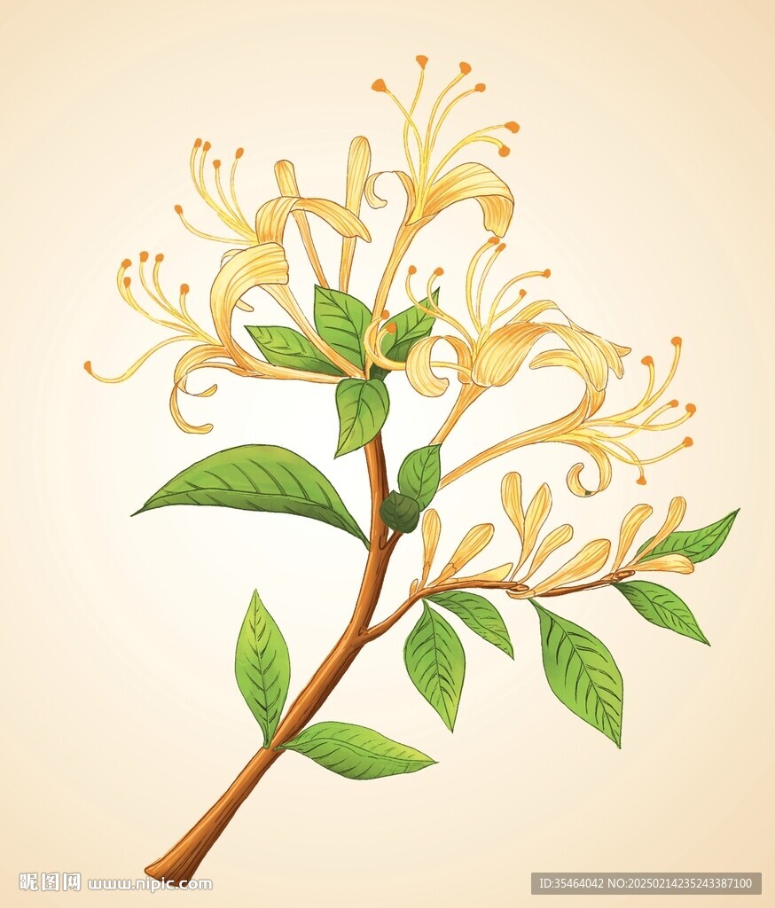 金银花