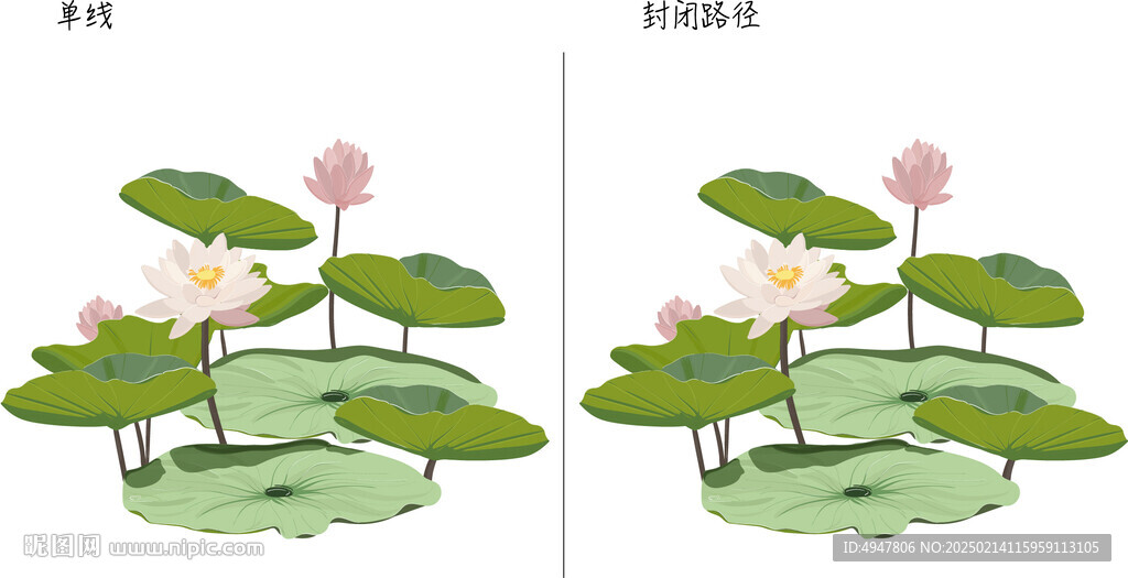 荷花 矢量图