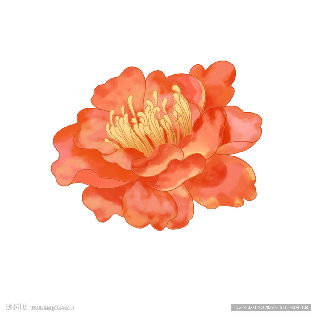 石榴花插画