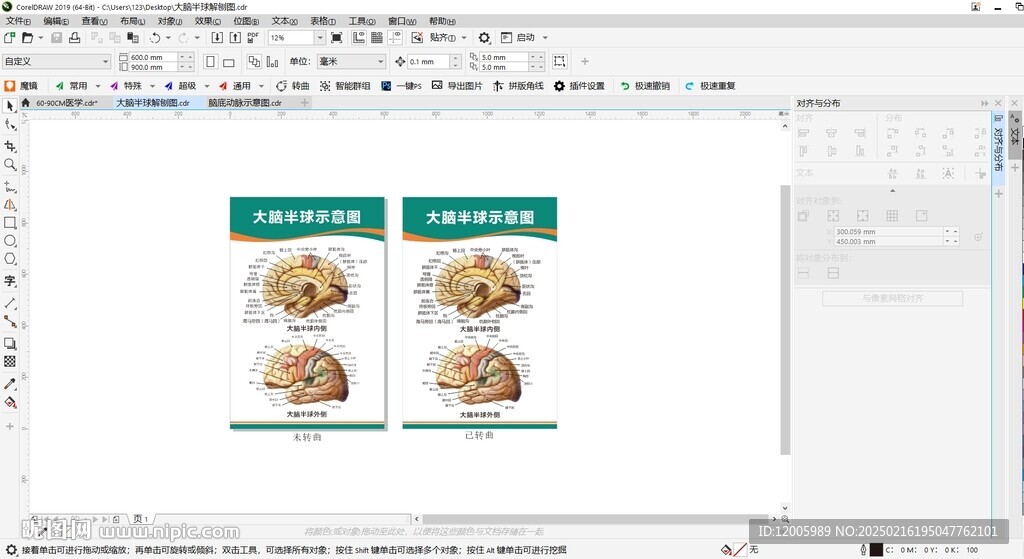 大脑半球解刨图示意图