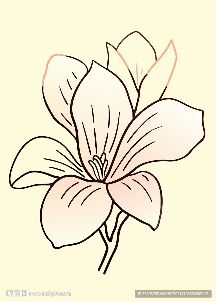 玉兰花