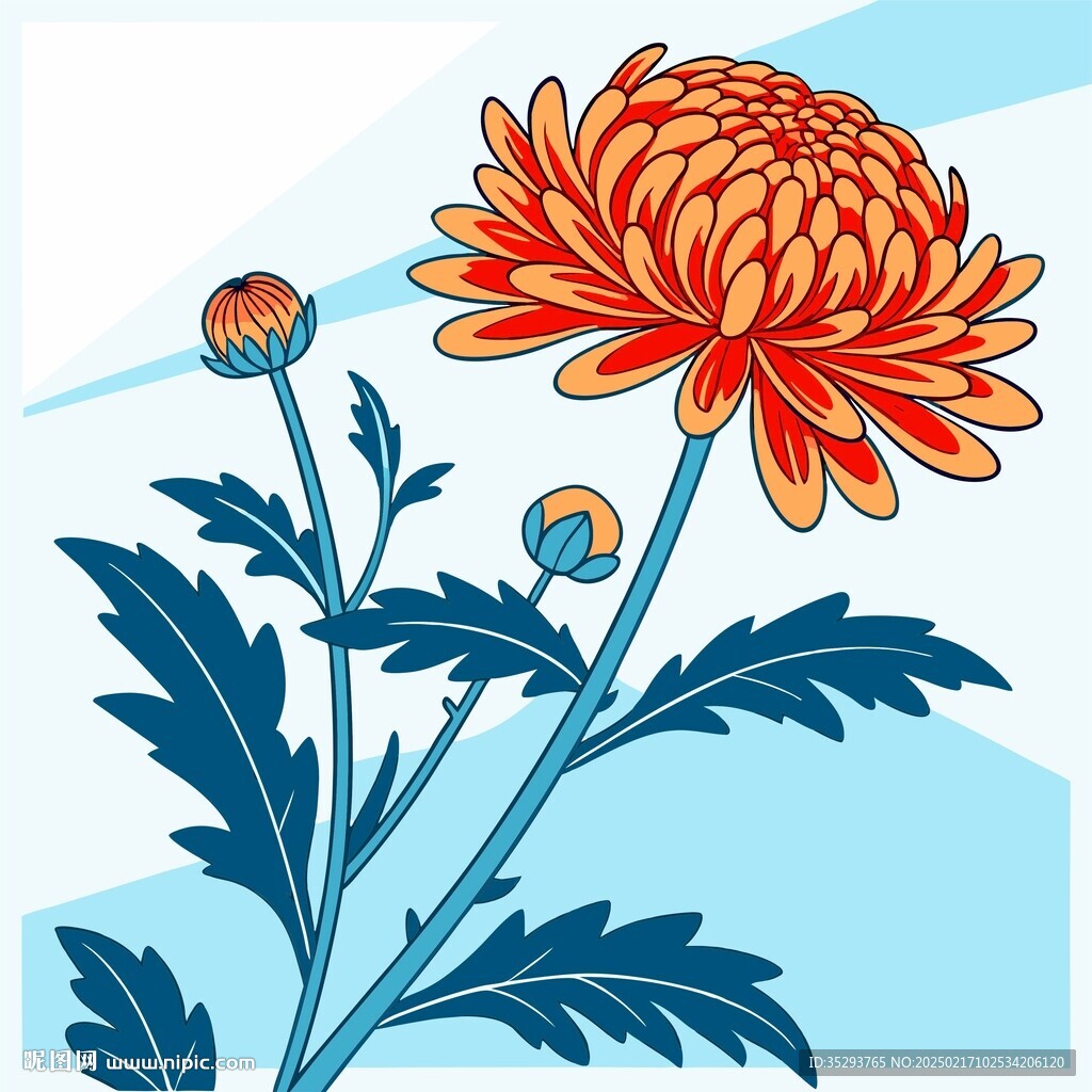 菊花