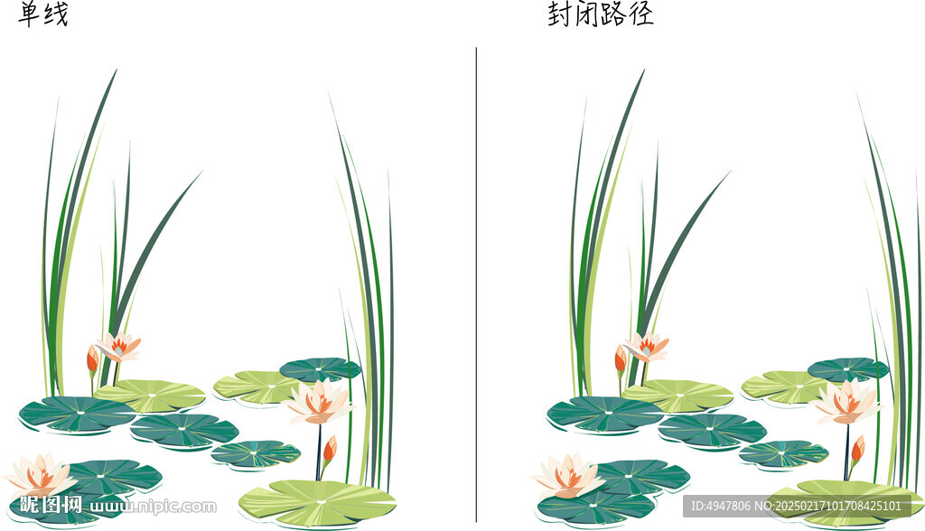 荷花 矢量图