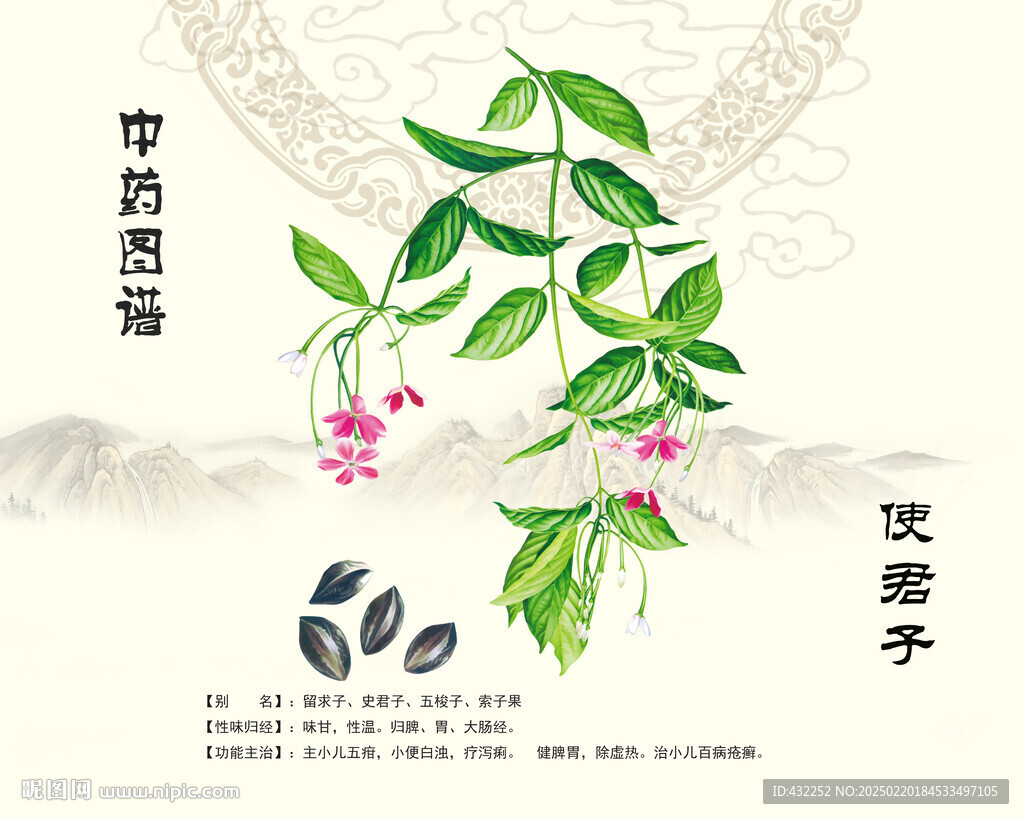 使君子中药使君子