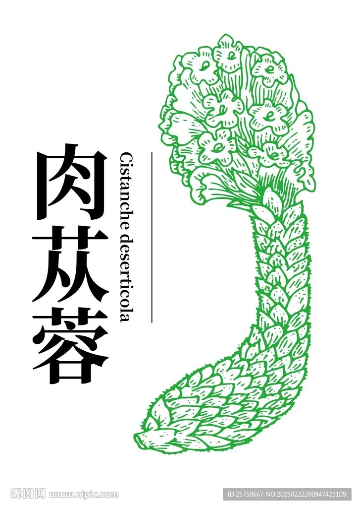 肉苁蓉