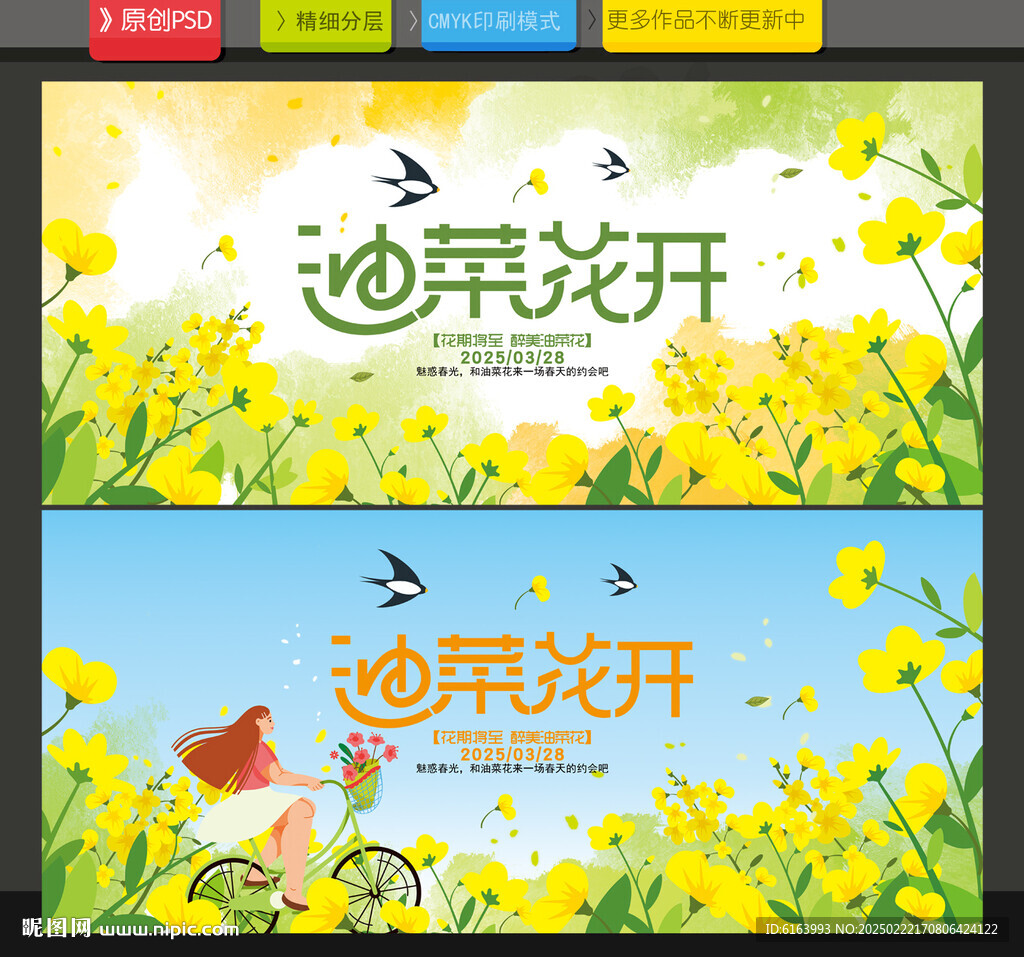 油菜花