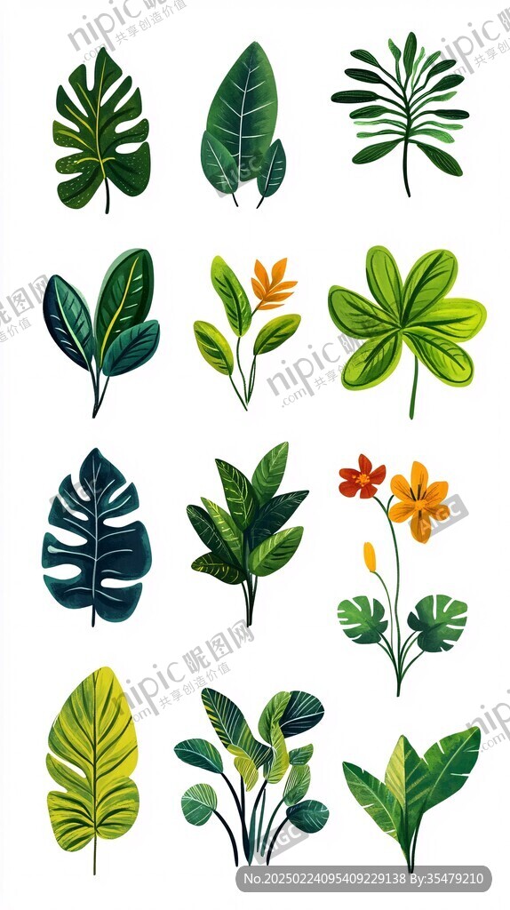热带植物插画