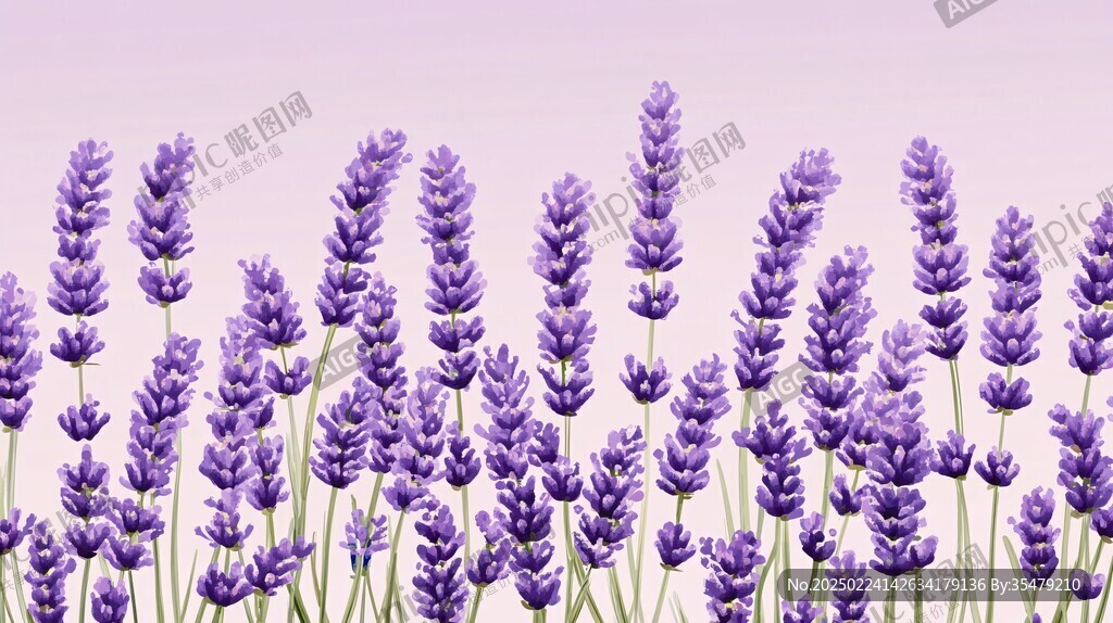薰衣草插图