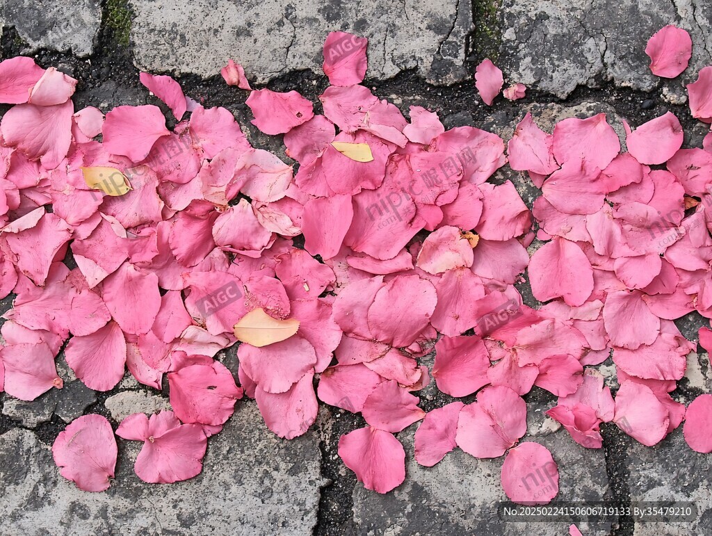 石板路上的花瓣
