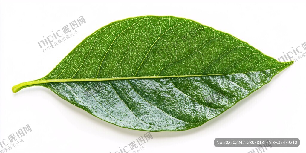一片绿叶素材