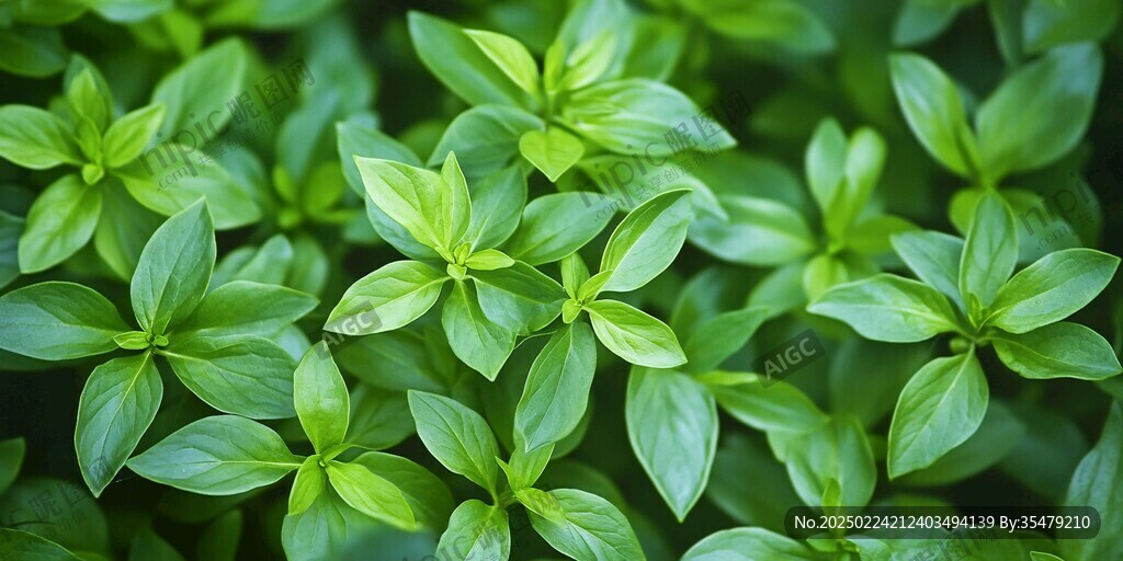 绿色植物壁纸
