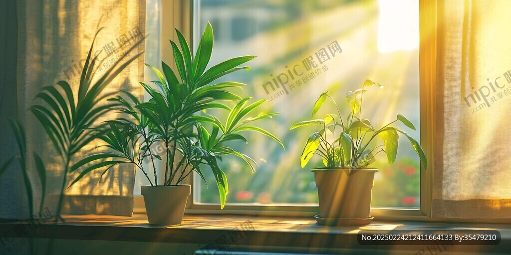 阳光植物窗台小绿植