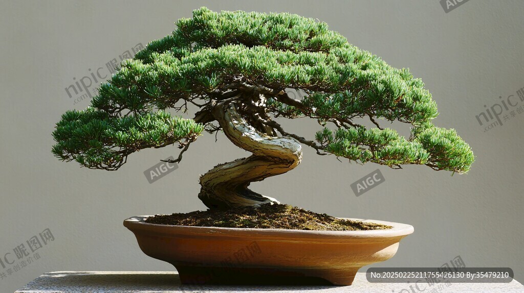 盆景艺术之美