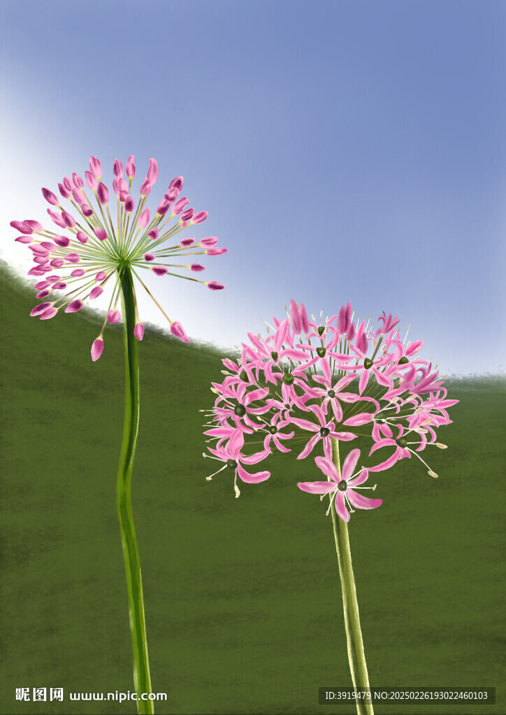 手绘韭菜花  插画 花卉素材