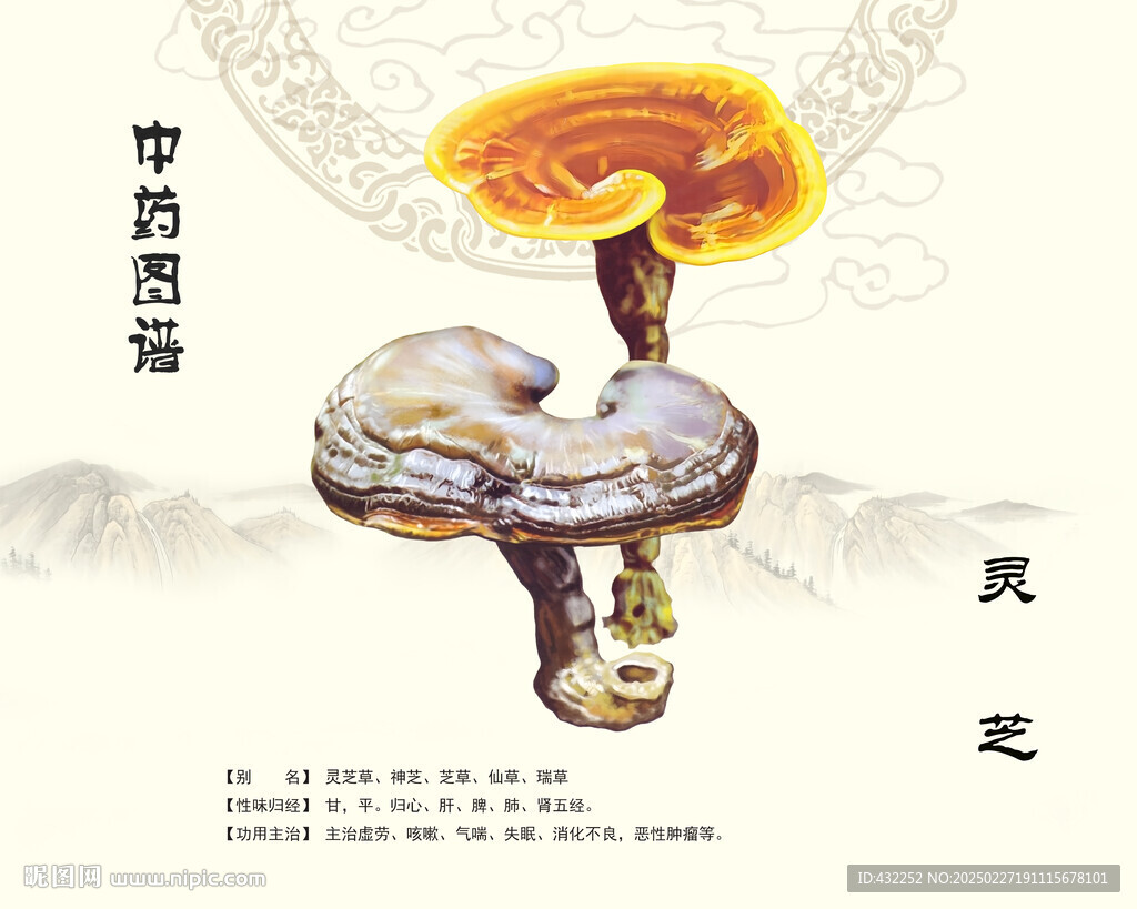 灵芝中药灵芝