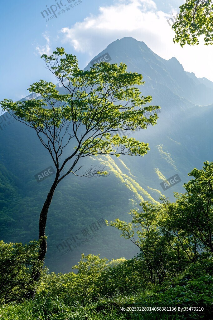 清新自然之景