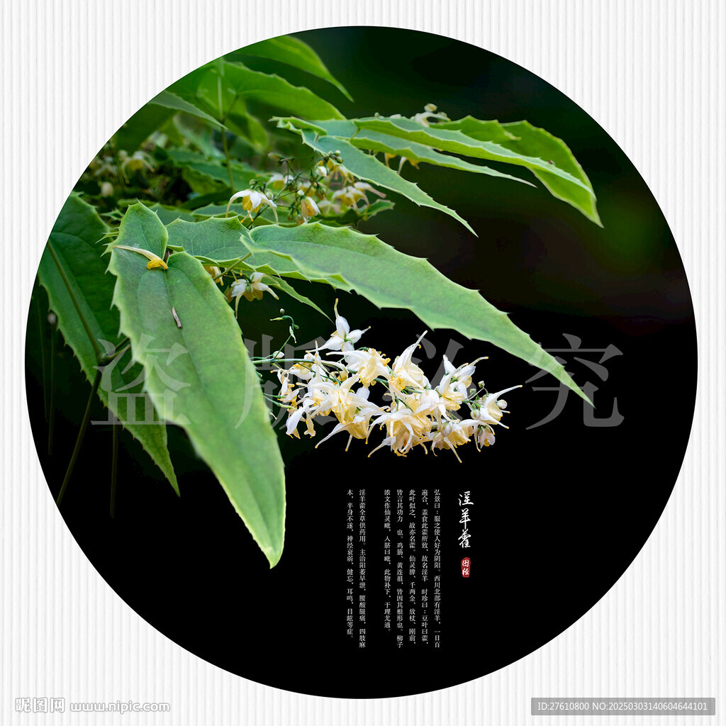 淫羊藿
