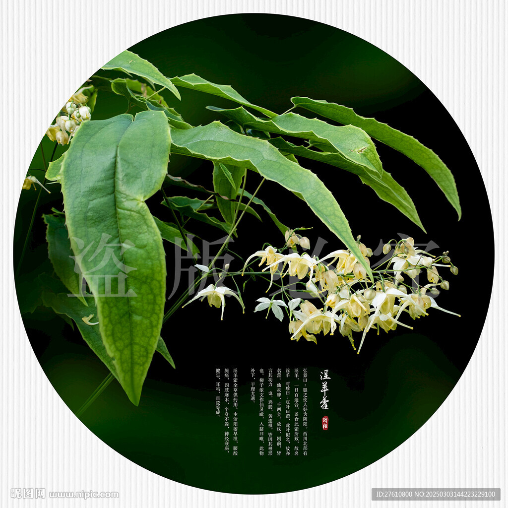 淫羊藿