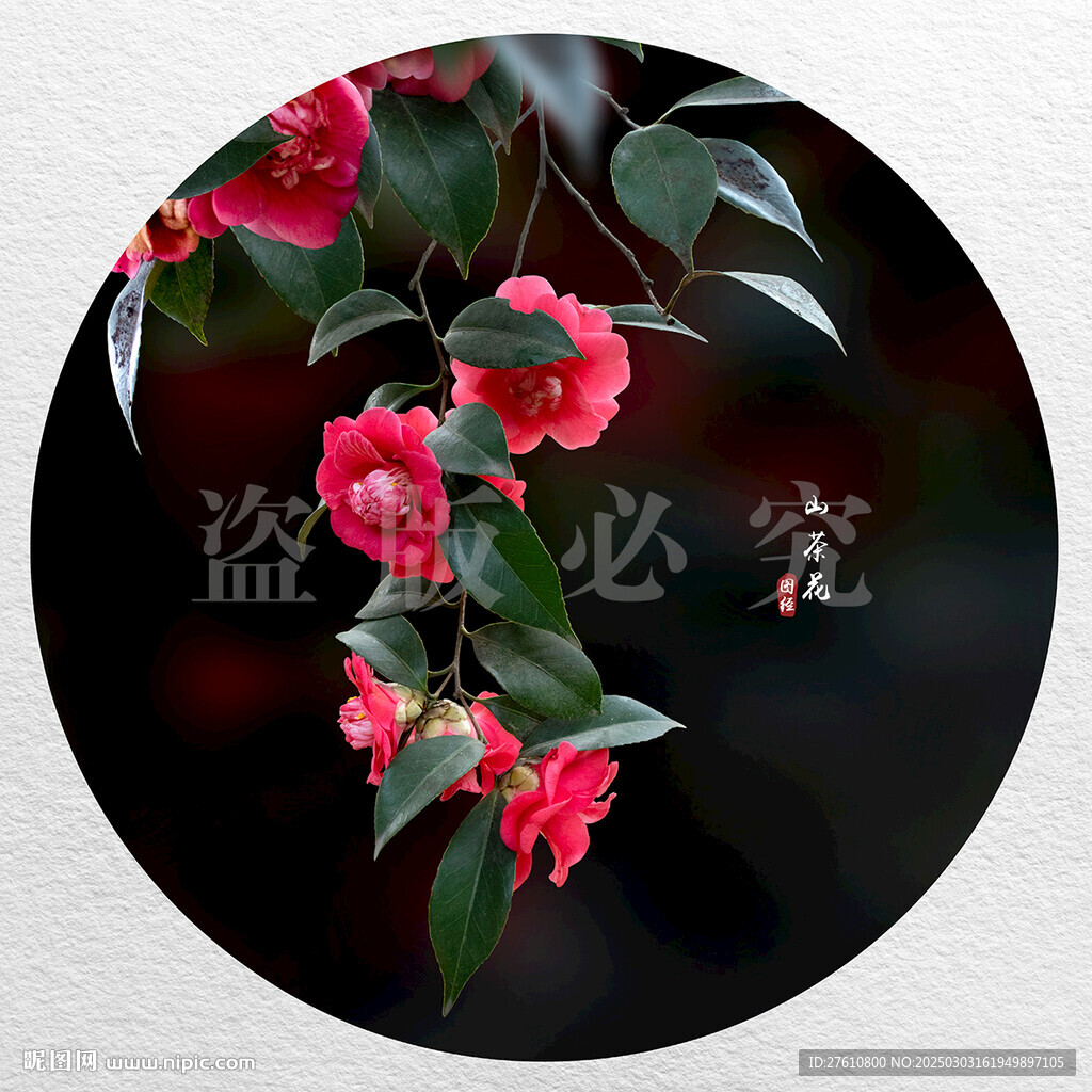 红色山茶花