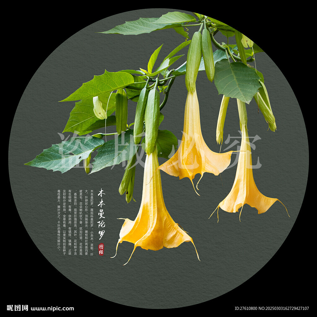 木本曼陀罗