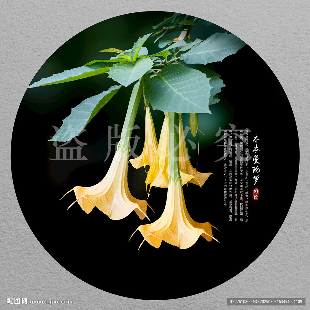 木本曼陀罗