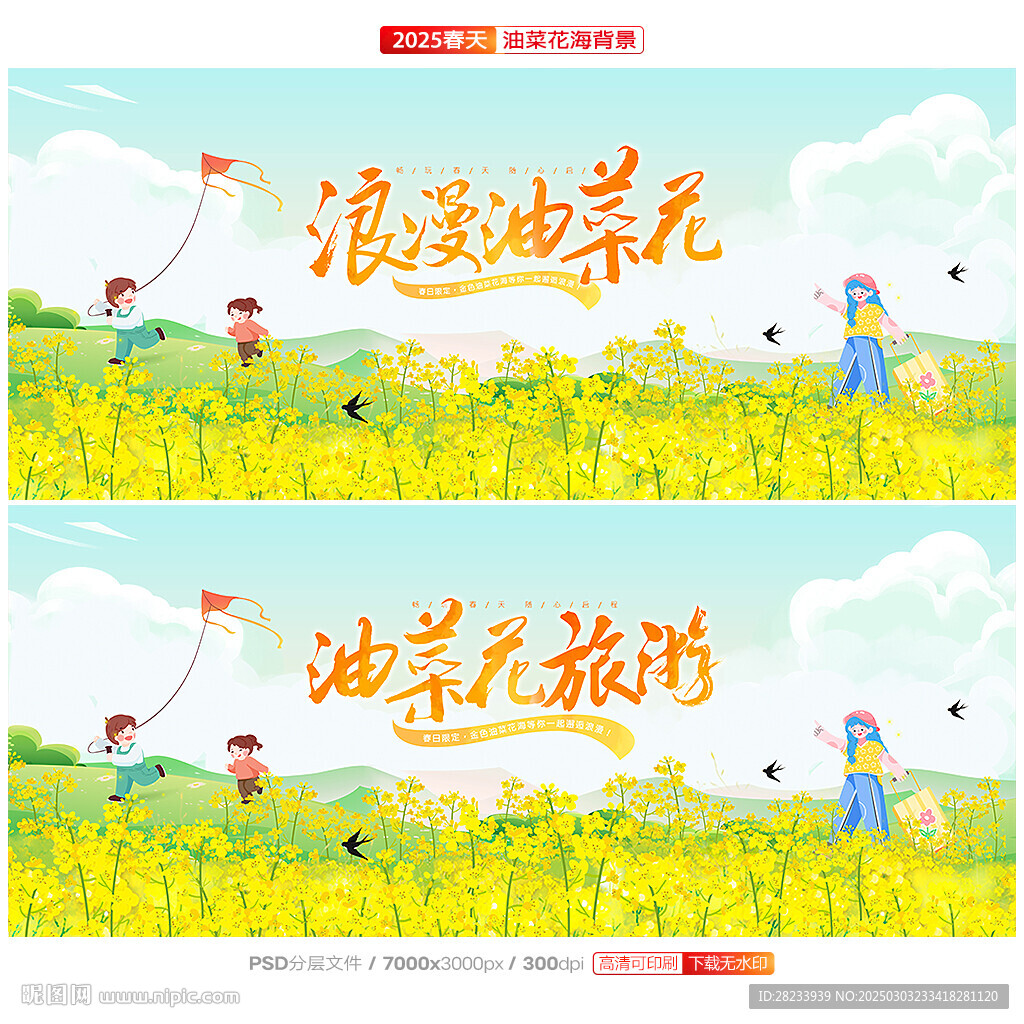 油菜花
