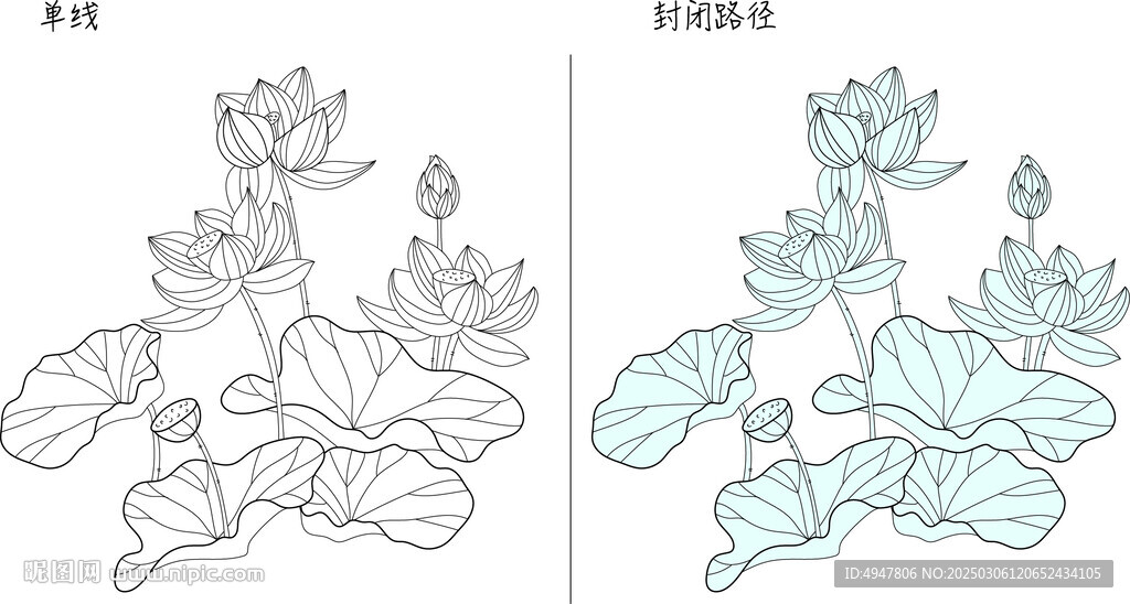 荷花 矢量图