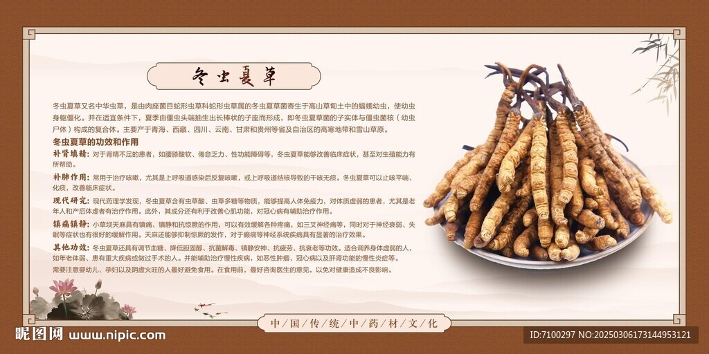 冬虫夏草简介