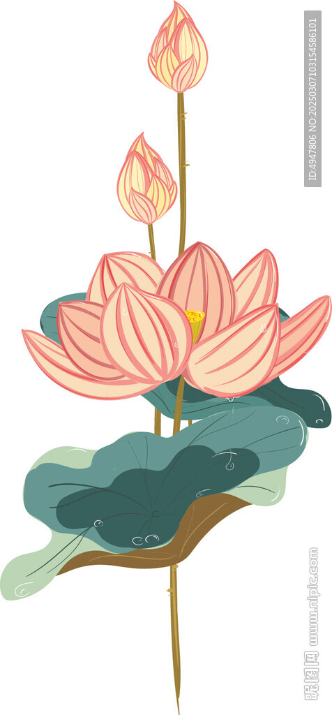 荷花 矢量图