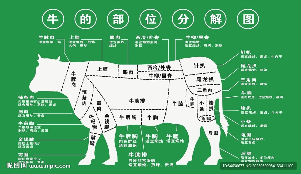 牛的分解图