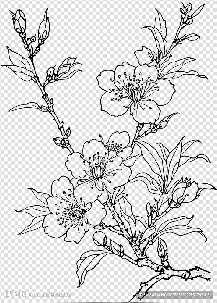 白描花卉临摹用线稿免扣透明背景