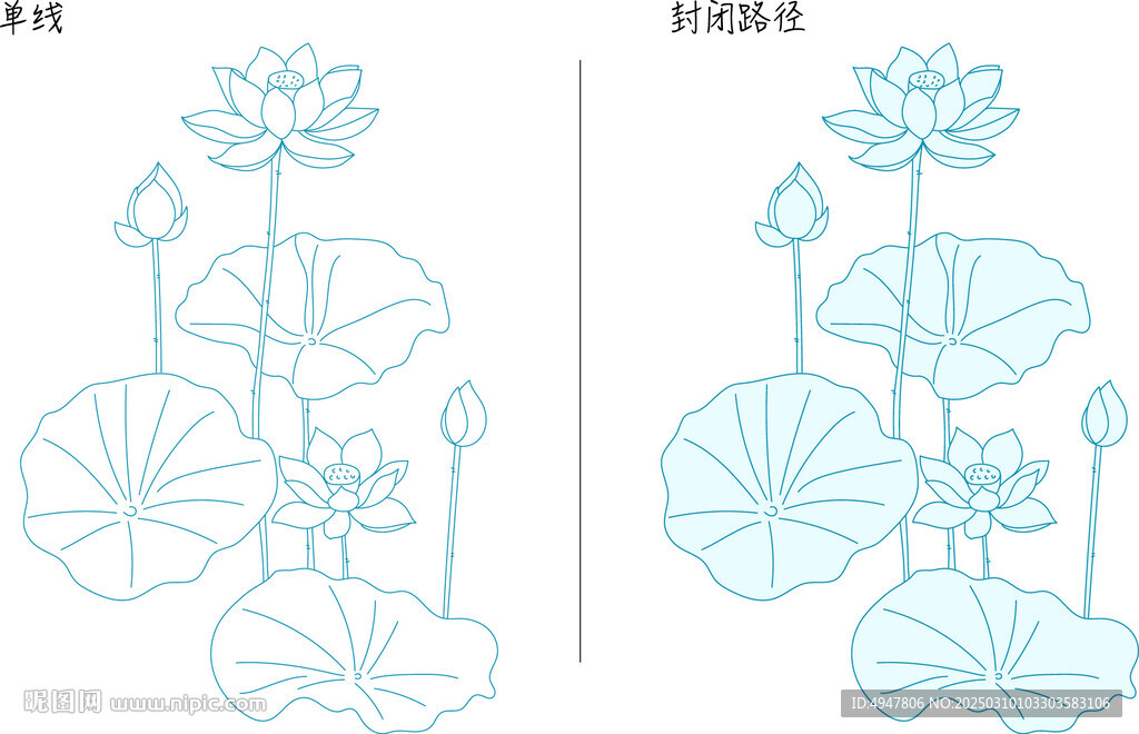 荷花 矢量图