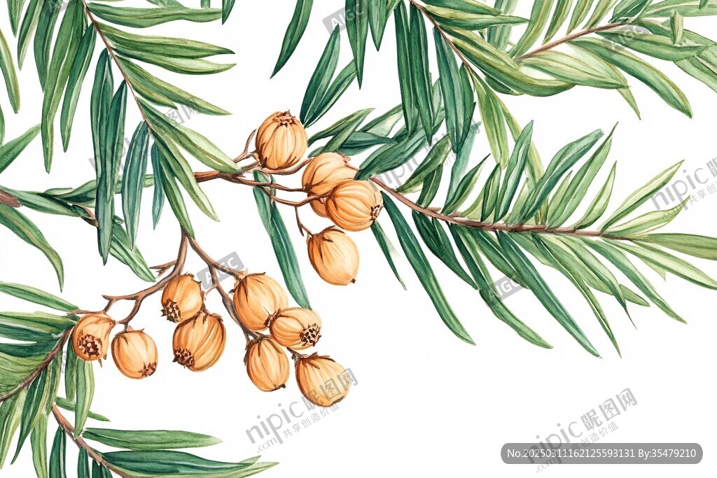 绿色植物与橙色果实的水彩画