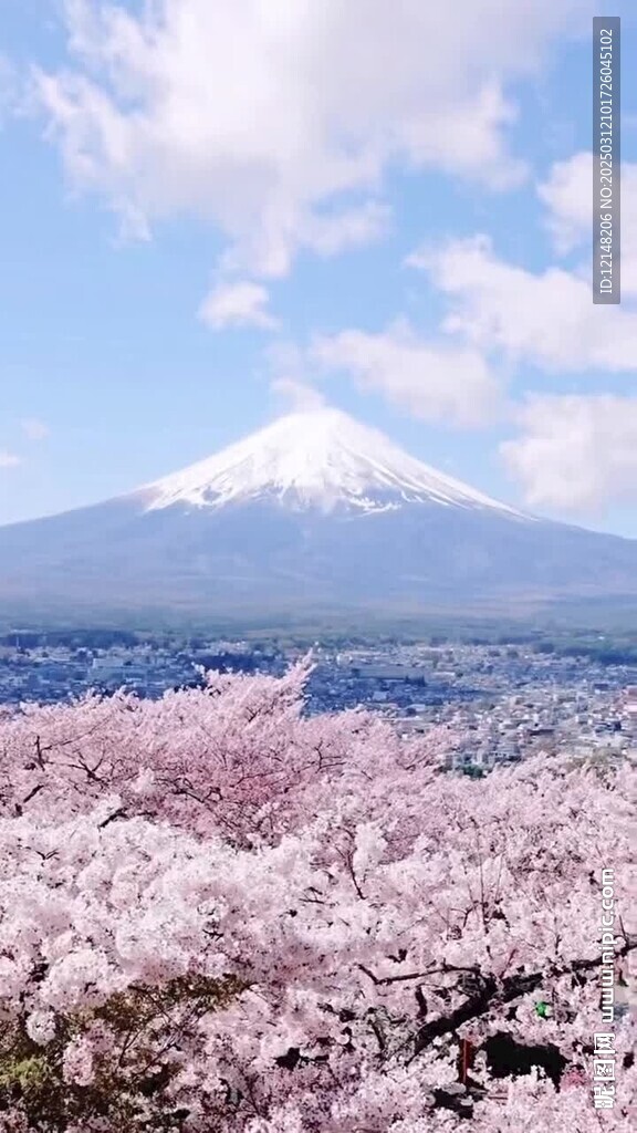 日本富士山樱花