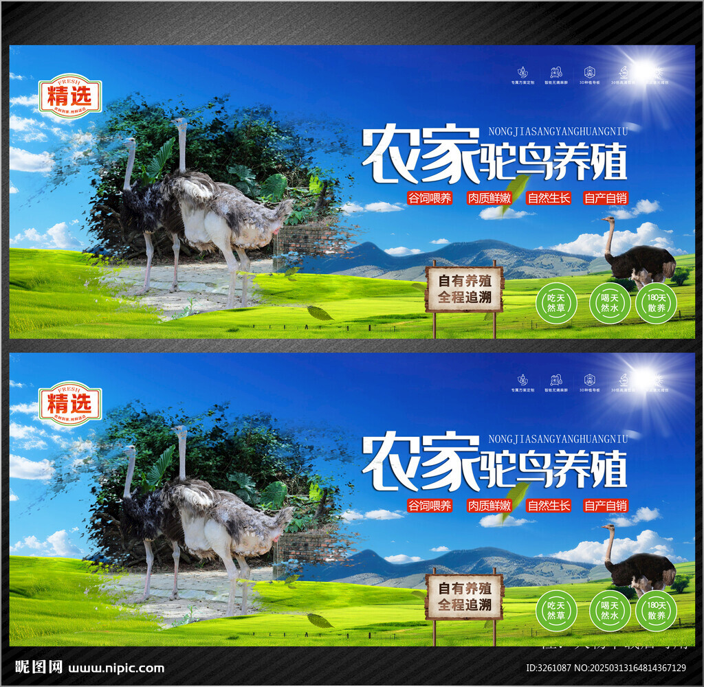 驼鸟