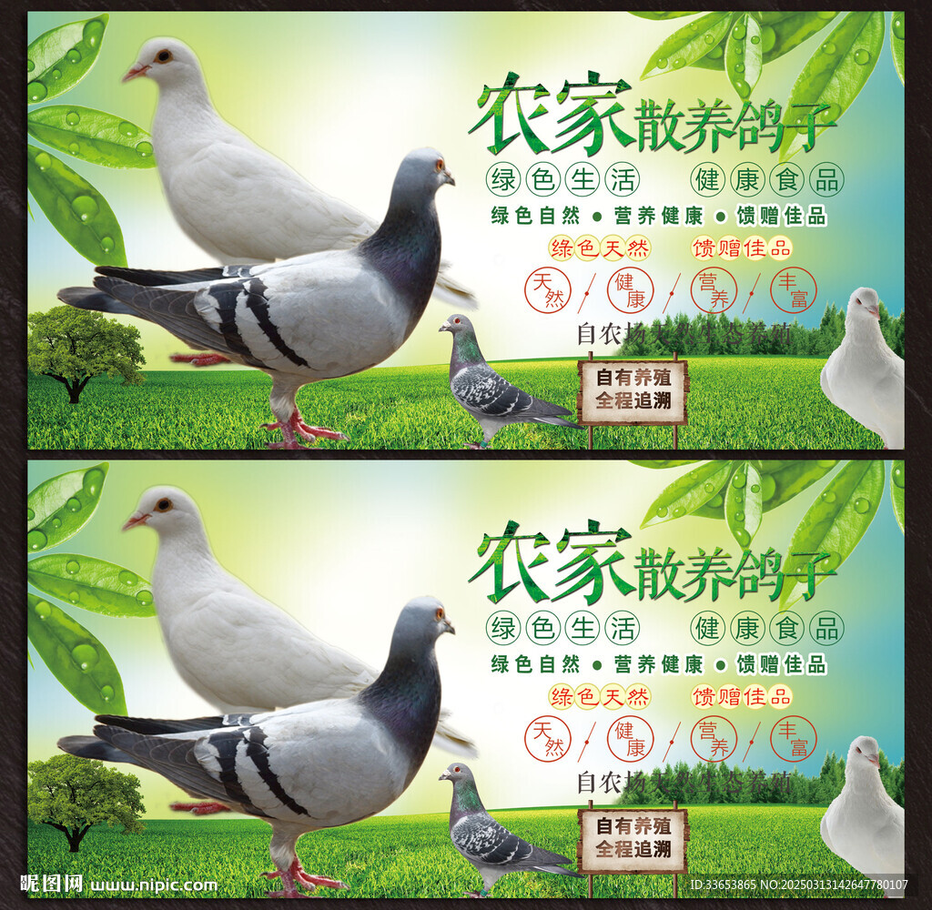 鸽子