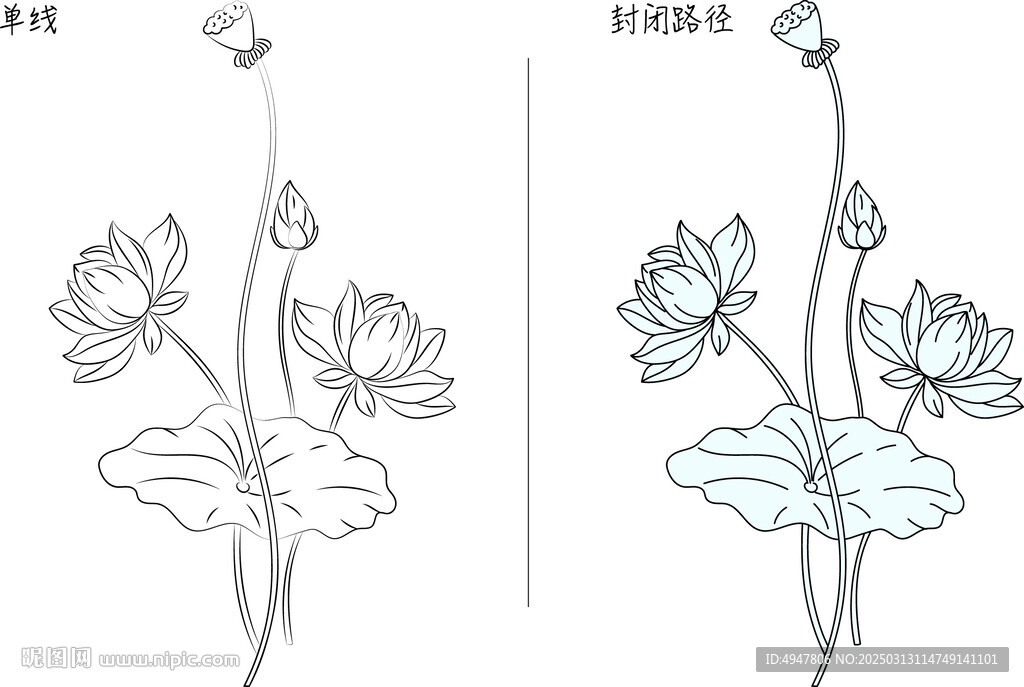 荷花 矢量图