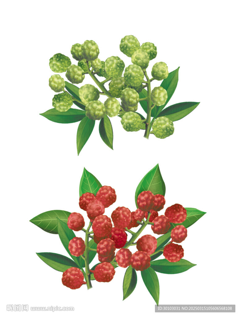 藤椒花椒