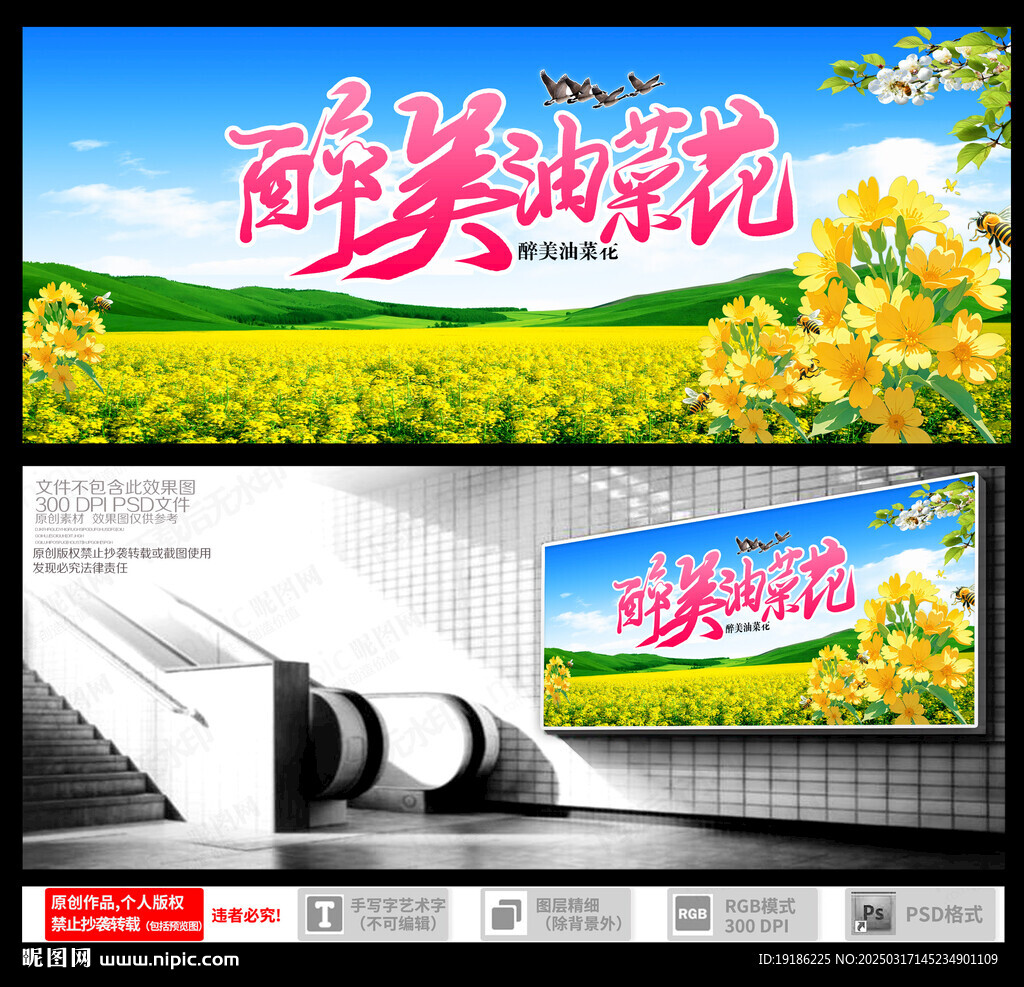 油菜花 