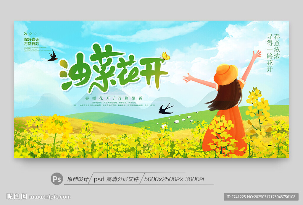 油菜花
