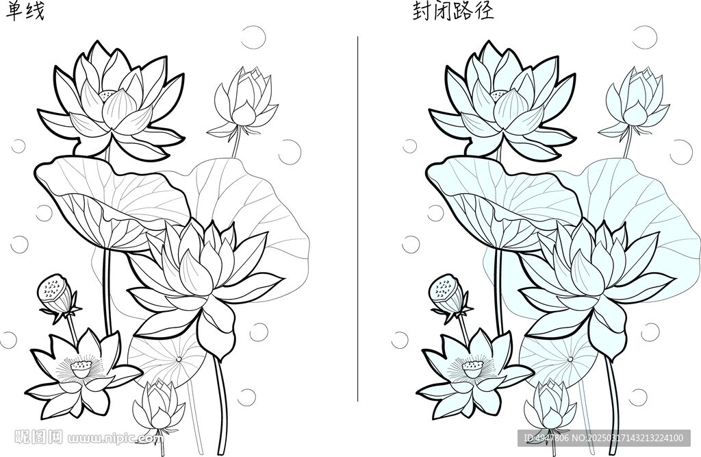 荷花 矢量图