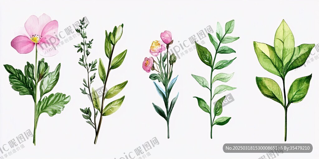 水彩植物插画集