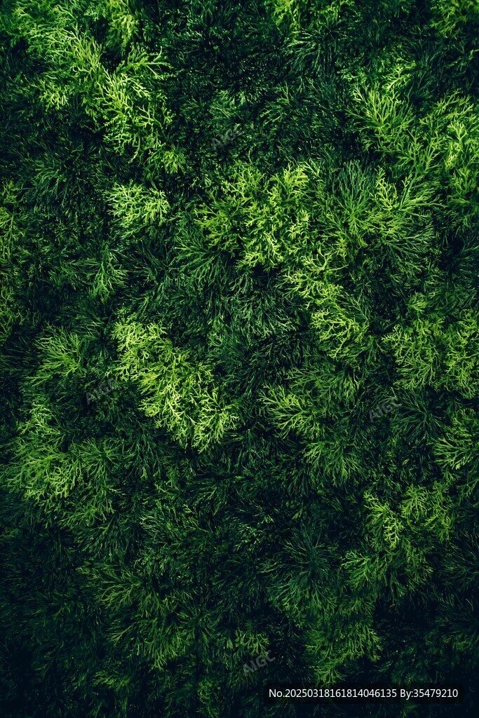 绿色苔藓覆盖的墙面